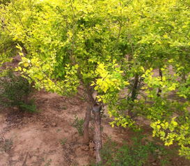 河北哪里有矮杆金叶榆种植基地