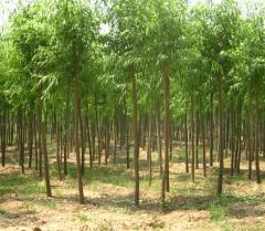 保定森缘苗木基地生产供应金丝垂柳